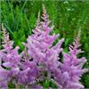 Популярный сорт астильбы Аметист