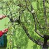 Что обрезать в плодовом саду весной