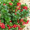 Брусника крупноплодная Red Pearl 