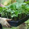 Открыта продажа рассады цветов,  пряных трав и овощей! Успевайте! 