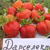 Земляника садовая - Дарселект! Обильный урожай! 
