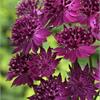 Астранция крупная (Astrantia) major Venice.