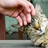 КОРМ ДЛЯ КОШЕК ЛЕОНАРДО!