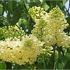 Желтая сирень  Primrose не оставит равнодушным