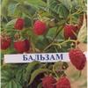 Зимостойкая и устойчивая к капризам погоды малина Бальзам