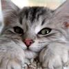 Корм для кошек Леонардо! 
