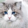 Натуральный корм для кошек, как правильно составить меню?