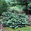 Ель колючая Waldbrunn - серебристая аристократка в вашем саду