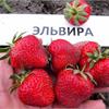 Земляника Эльвира - урожайный и устойчивый к грибкам сорт.  