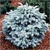 Ель колючая Glauca Globosa - голубая красавица. 