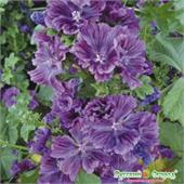 Мальва Зебрина 0,2-0,5гр НК