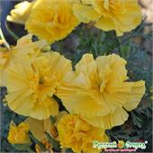 Эшшольция Русский размер Золотая 35шт НК