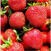 Земляника Камрад Победитель 