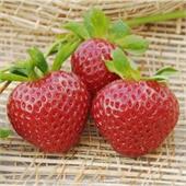 Земляника Эви-2 ремонтантная