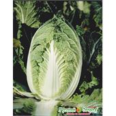 Капуста пекинская Ча-Ча F1 50 шт НК