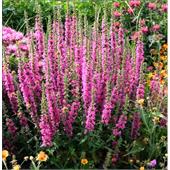 Дербенник (Lythrum) salicaria Rosy Gem 