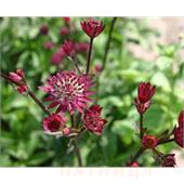 Астранция крупная (Astrantia) major Claret