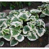 Бруннера (Brunnera) Variegata