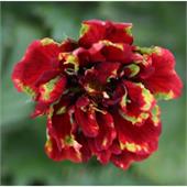 Лапчатка (Potentilla) 'Arc-en-Ciel'