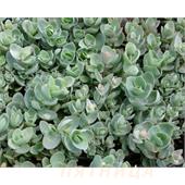 Седум (Sedum) ewersii (эверса)