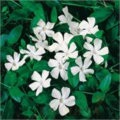 Барвинок minor Alba 