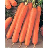 Морковь Ройал Форто 300-500шт АГдр Агрико