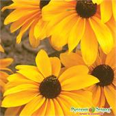 Рудбекия волосистая/Мармелад 0,3-0,5гр НК