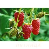 Малина Гордость России