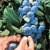 Голубика высокая Чандлер