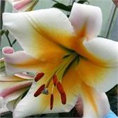 Лилия Мисс Пикьюлиар ОТ-гибрид