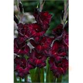 Гладиолус Блэк Сюрпрайс 