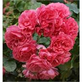 Роза Розариум Ютерсен (плетистая) розовый