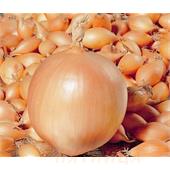 Лук-севок Корадо F1 0,5 кг