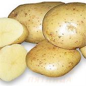 Картофель семенной Удача