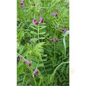 Вико-овсяная смесь 0,5кг