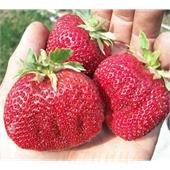 Земляника Викода