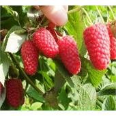 Малина Краса России