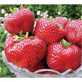 Земляника Максим среднепоздняя