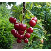 Черешня Бряночка