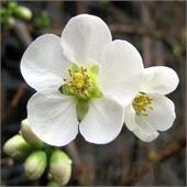 Айва прекрасная speciosa Nivalis 