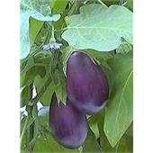 Баклажан Северный блюз F1 12-15шт Киров