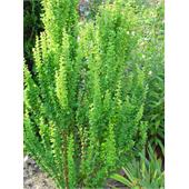 Барбарис Тунберга Erecta 