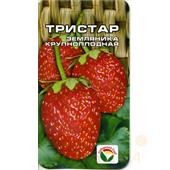 Земляника Тристар 10-15шт СС