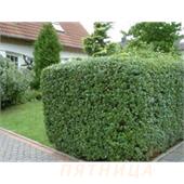 Бирючина Атровиренс (Ligustrum vulgare) Atrovirens 