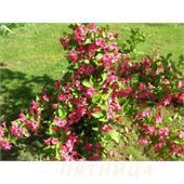 Вейгела (Weigela) Bristol Ruby 