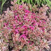 Вейгела All Summer Monet