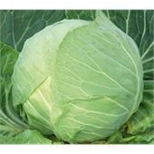 Капуста б/к Килагрег F1 10шт Гавриш