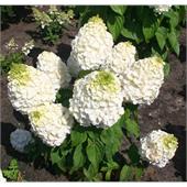Гортензия метельчатая Magical Mont Blanc