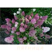 Гортензия метельчатая Sundae Fraise 