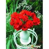 Гравилат Ред Драгон махровый 15шт НК